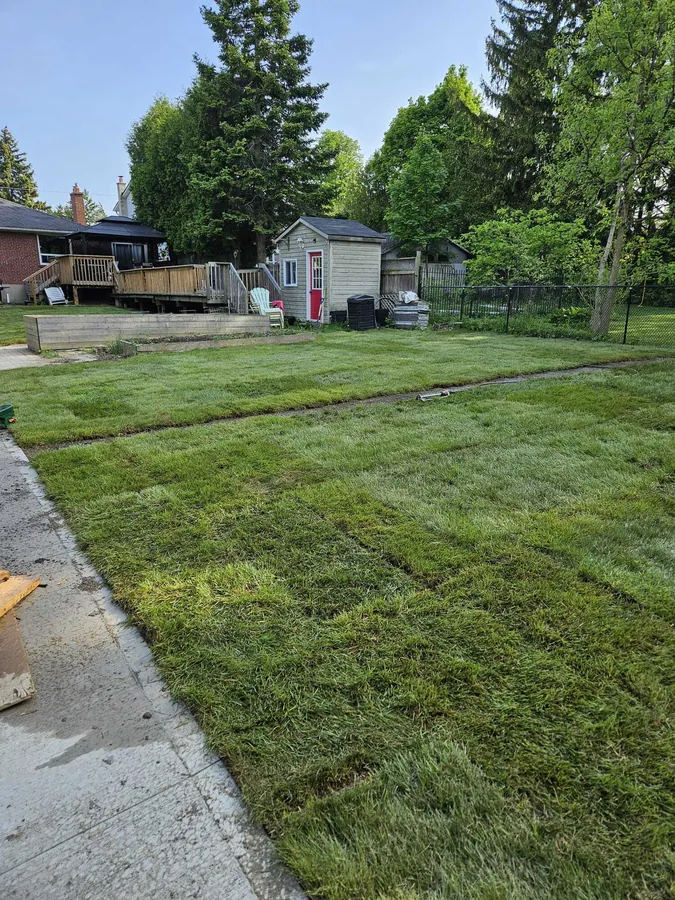 Freshly laid sod covering a large backyard in even green, running up to a concrete walkway, with a deck and garden shed behind