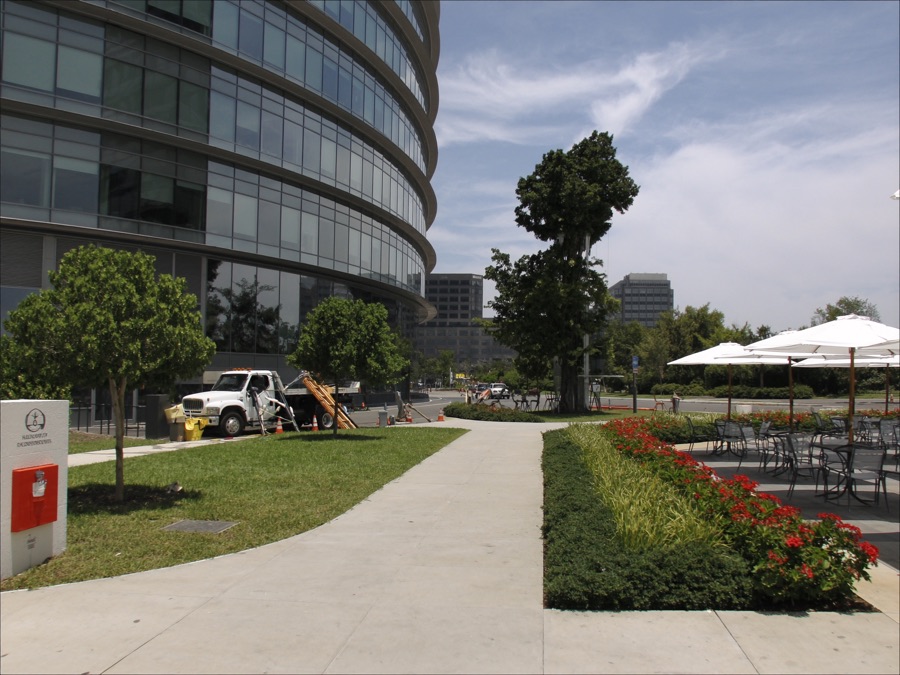 Pruning & Tree Care