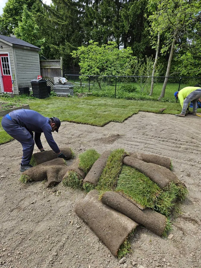 Crew hand-laying fresh sod rolls over graded soil in a fenced backyard