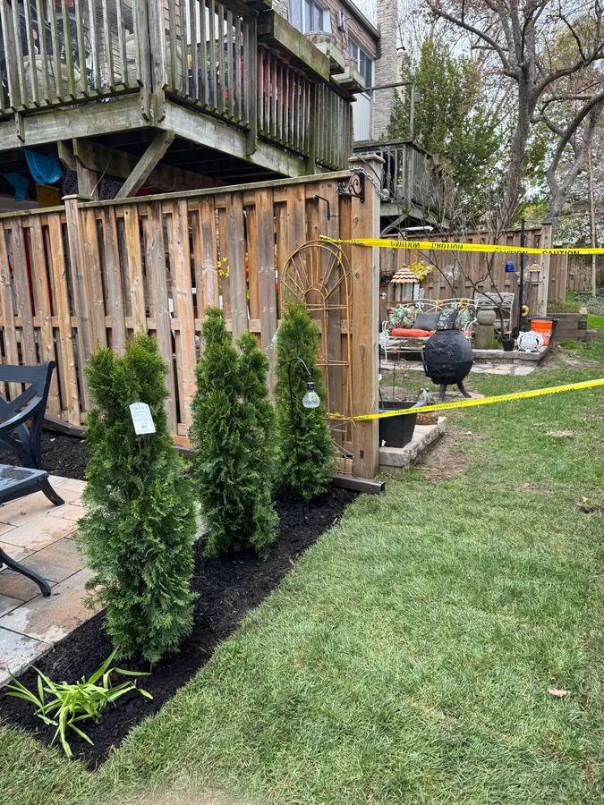 Long garden bed topped with fresh dark soil, stone edging, and newly planted cedars